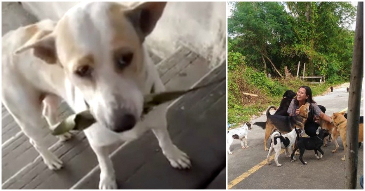 Cão leva todos os dias um presente npara a mulher que o alimenta