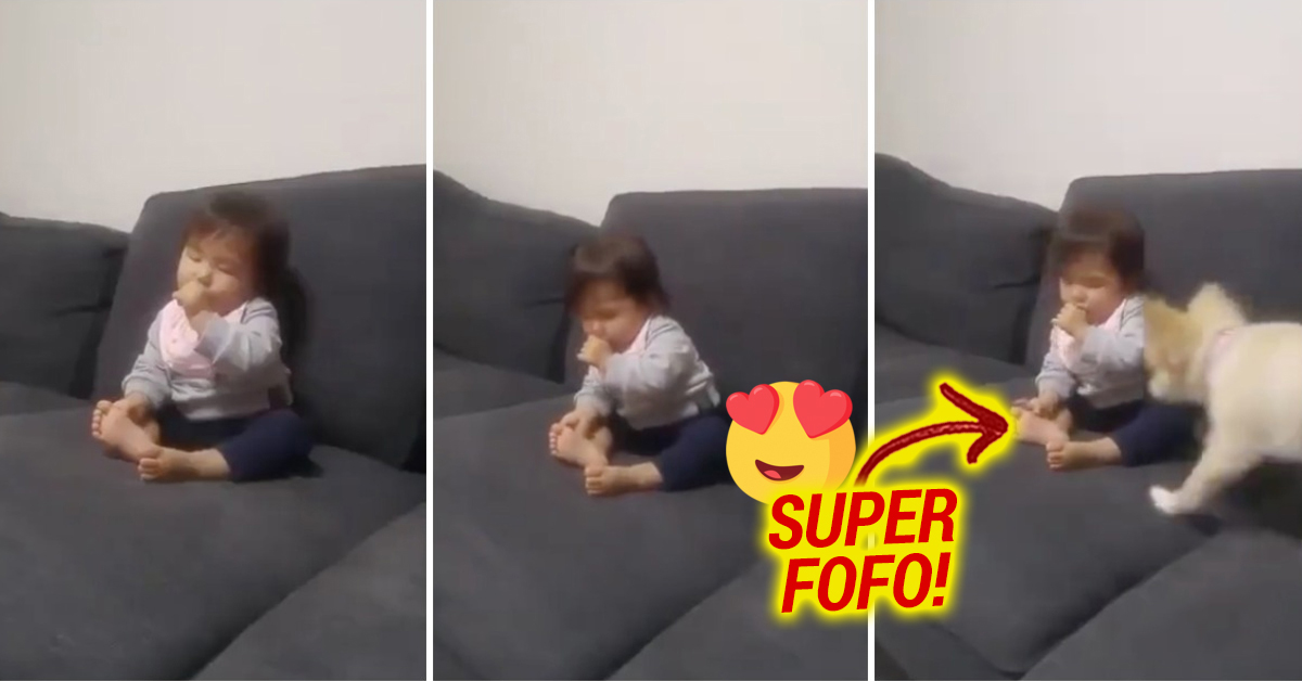 Super FOFO: Cão mostra o verdadeiro instinto de proteção com uma criança sonolenta