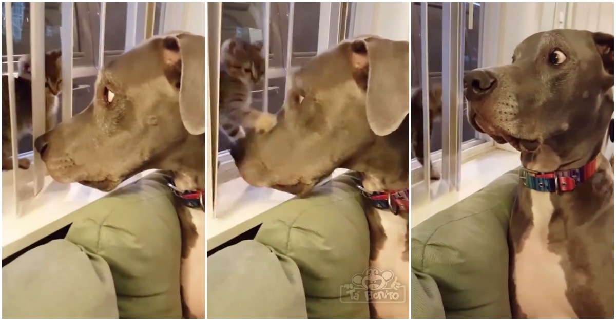 Cão não esperava por atitude ninja de gatinho e ficou escandalizado... OMG!