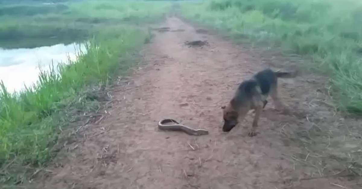 Cão percebe da pior maneira porque não se deve meter com uma enguia elétrica
