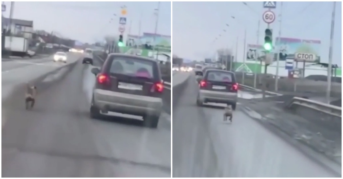 Cão persegue carro do dono em autoestrada após ser abandonado