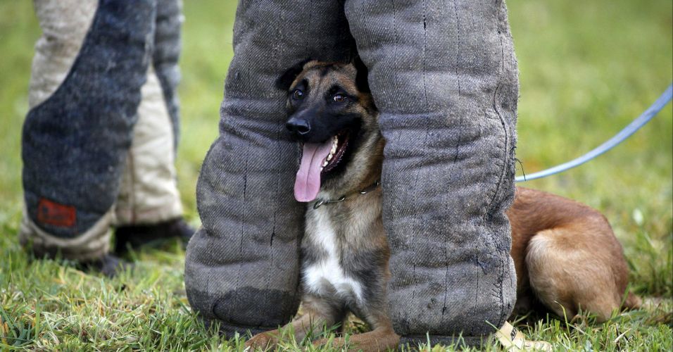 Cão policia termina luta entre gatos