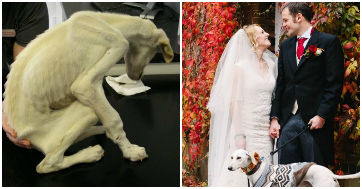 Cão recupera após magreza extrema e acompanha a dona até ao altar
