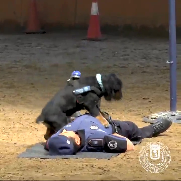 Cão salva vida de um agente fazendo reanimação cardiopulmunar
