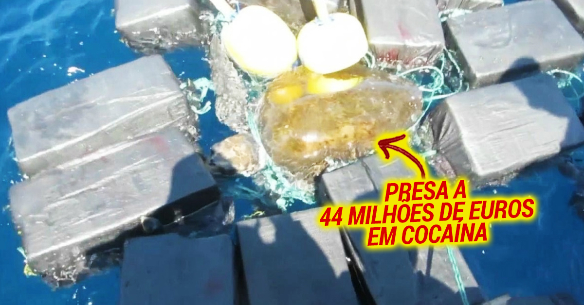Tartaruga é resgatada depois de ficar presa a 44 milhões de euros em cocaína