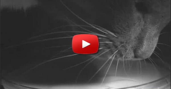 [ESPETACULAR] Como é que os gatos ingerem líquidos.
