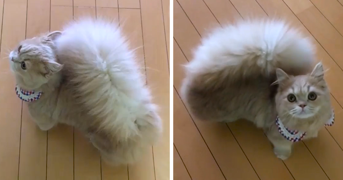 Conhece a Bell, a adorável gata com uma cauda parecida com a de um esquilo