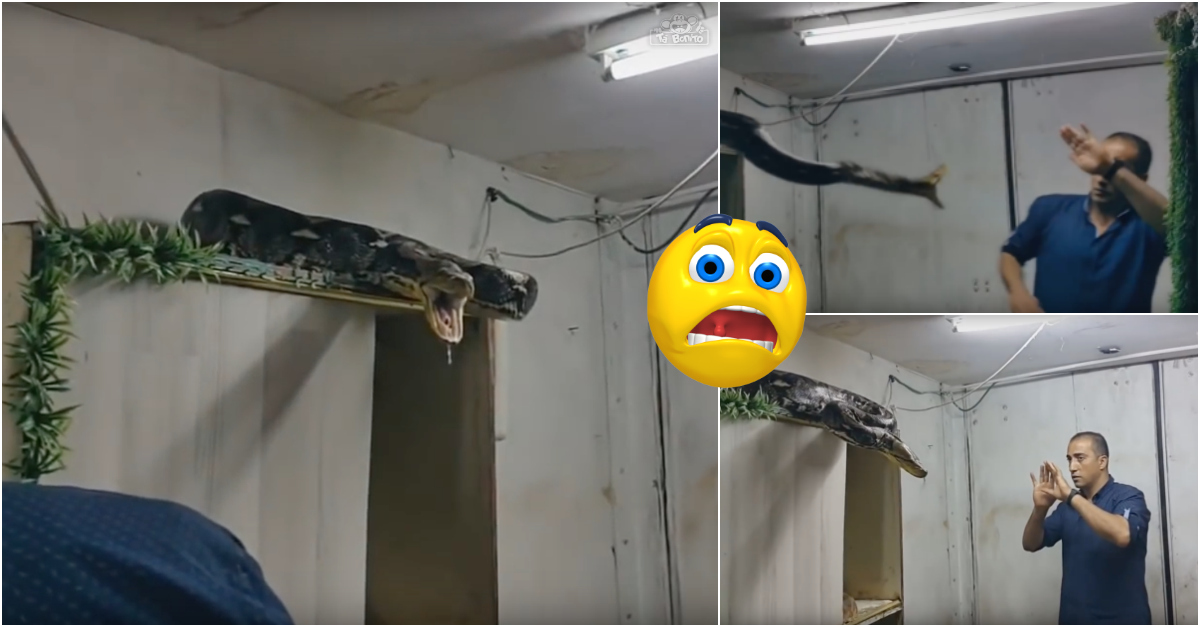 Corajoso tenta capturar uma cobra píton com as próprias mãos