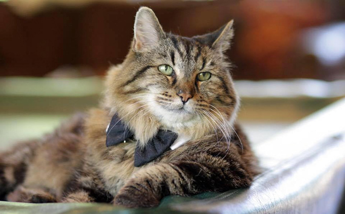 Com 26 anos, este é o gato mais velho do mundo e foi adotado num abrigo