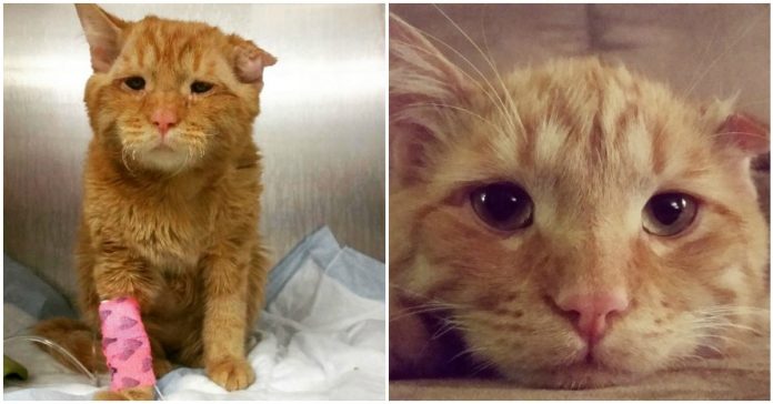 Casal adopta o gato mais triste do mundo, e a sua transformação foi impressionante
