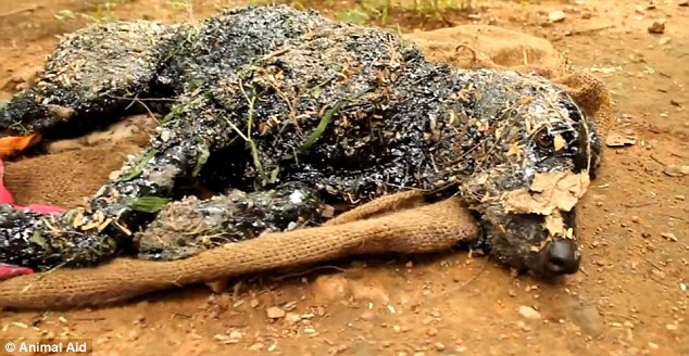 Assiste ao salvamento deste cão que caíu em alcatrão quente