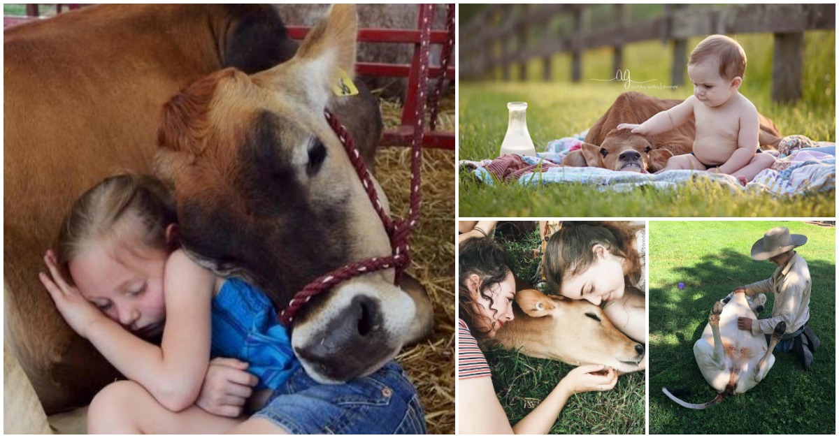 Algumas imagens que provam que vaquinhas são como cães em tamanho grande... SO CUTE!