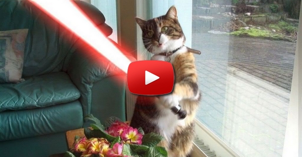 O gato JEDI