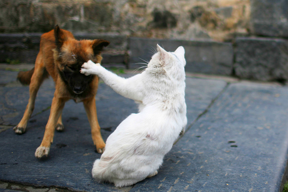 Gato ataca Cão XD