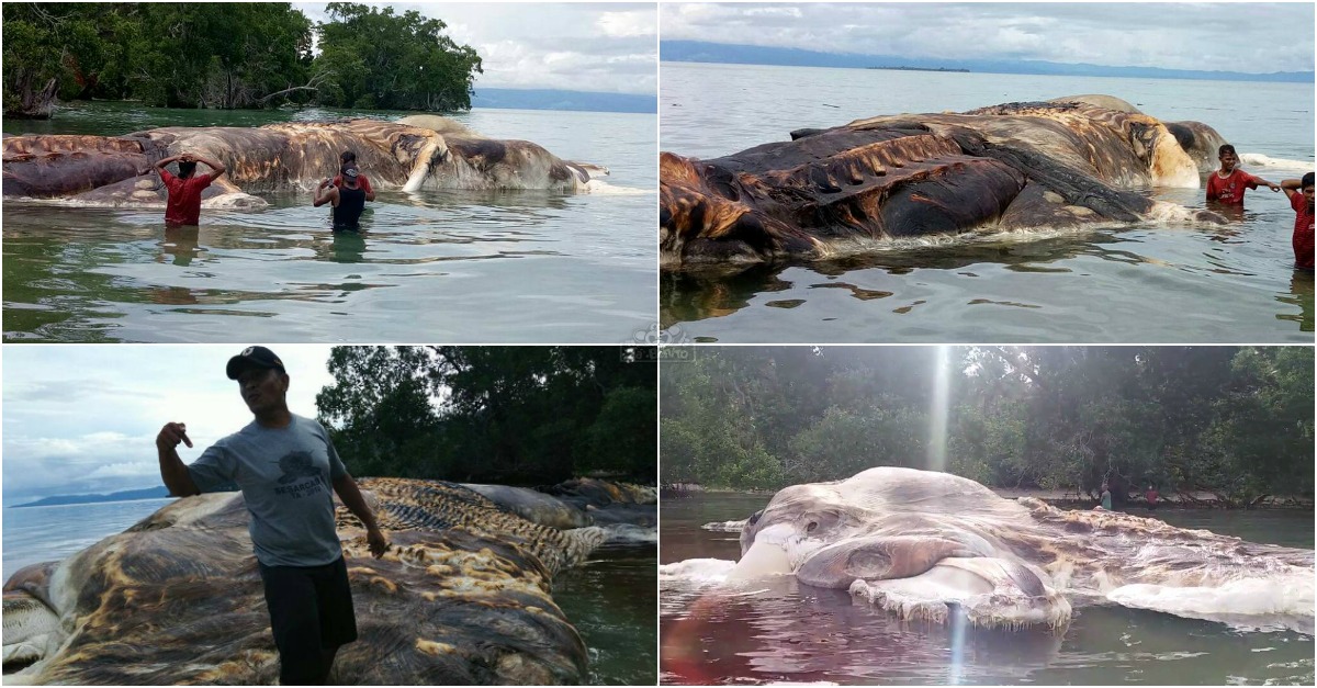 Criatura marinha estranha de 15 metros aparece em praia e intriga habitantes