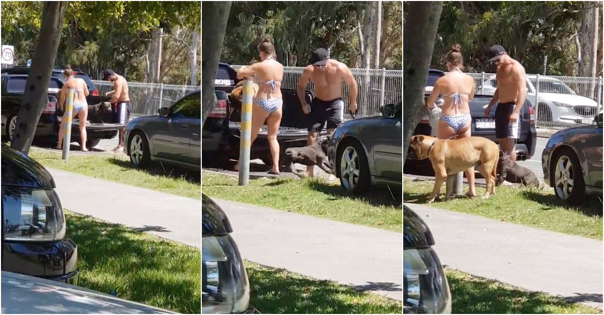 Idiota filmado a descarregar a fúria no seu pobre cão