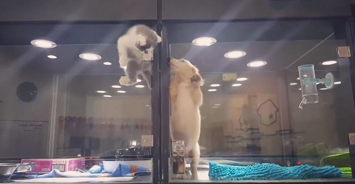 Gatinho sai da sua jaula numa loja de animais para brincar com um cãozinho que estava sozinho