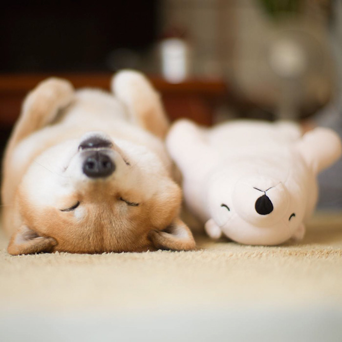 Este shiba inu dorme sempre na mesma posição que o seu peluche