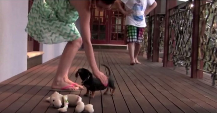 Cachorrinho defende a sua dona de um agressor