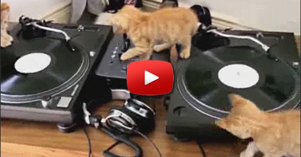 Os DJ Gatos