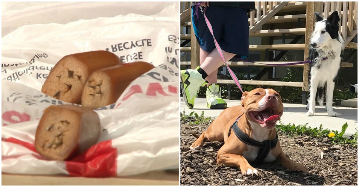 Dona de 2 cadelas fica chocada ao encontra no jardim salsichas com lâminas no interior