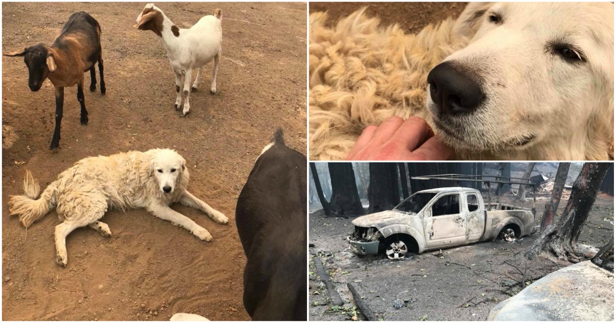 Cão pastor enfrentou incêndio para guardar o rebanho. O dono não quis acreditar que ele estava vivo!