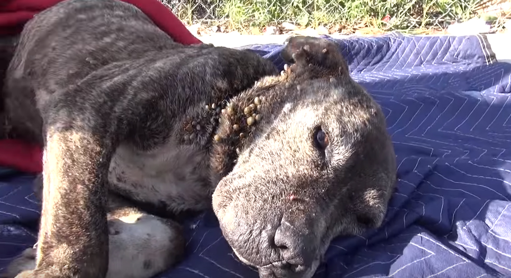 Infelizmente nem todas as histórias têm um final feliz, pitbull é abandonado numa ponte para morrer...