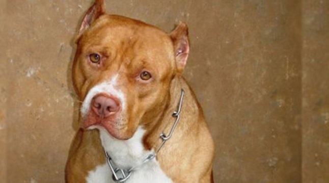 Depois de trauma, cadela encontra felicidade em lar adoptivo