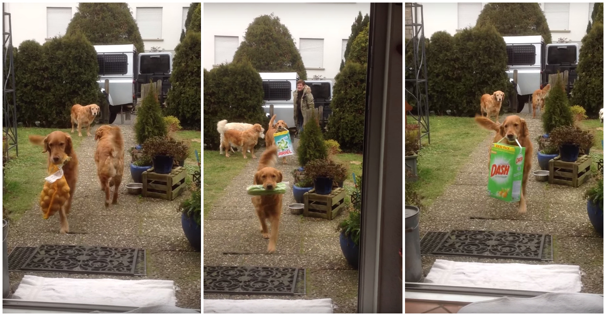 Golden Retrievers ajudam donos a trazer as compras para casa