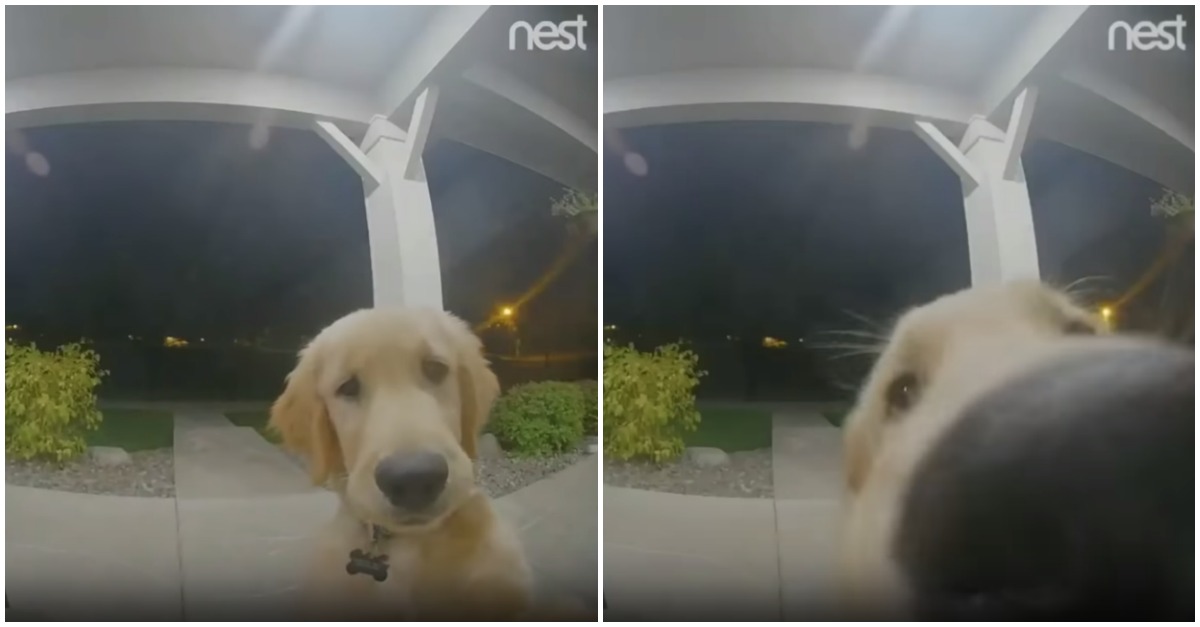 Cão foge de casa, arrepende-se e bate à porta para voltar a entrar