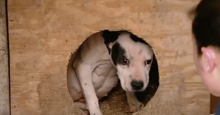Cadela grávida é resgatada de rinha pouco antes de dar à luz