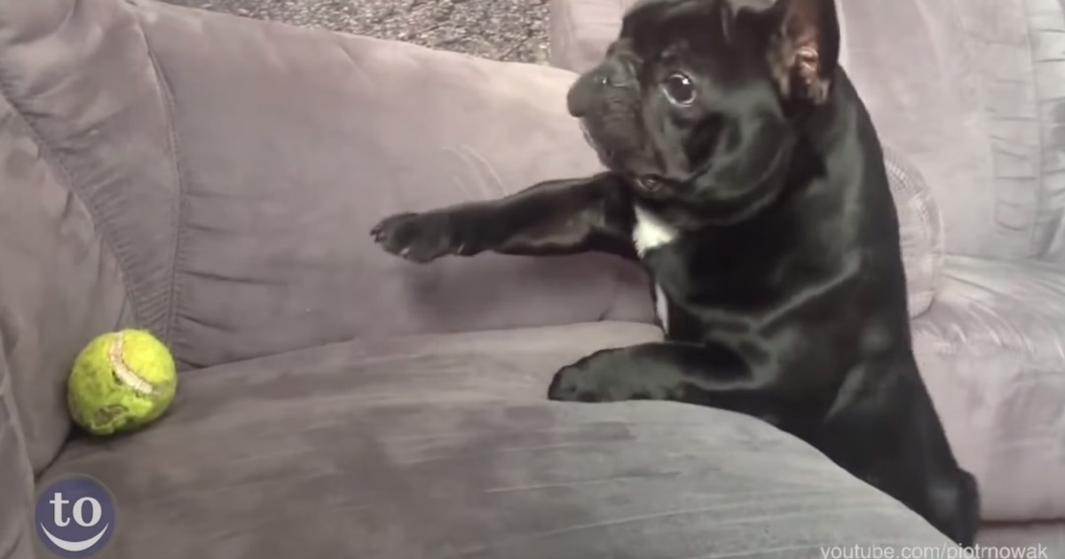 Quando os cães falham na missão de apanhar a bola