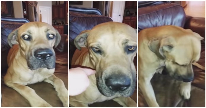 Cão esconde sanduíche da dona num local estratégico