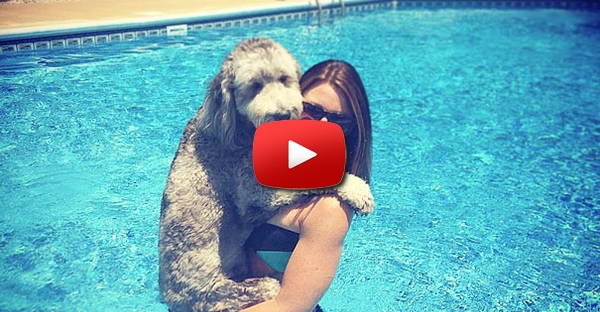 Cães que abraçam os humanos