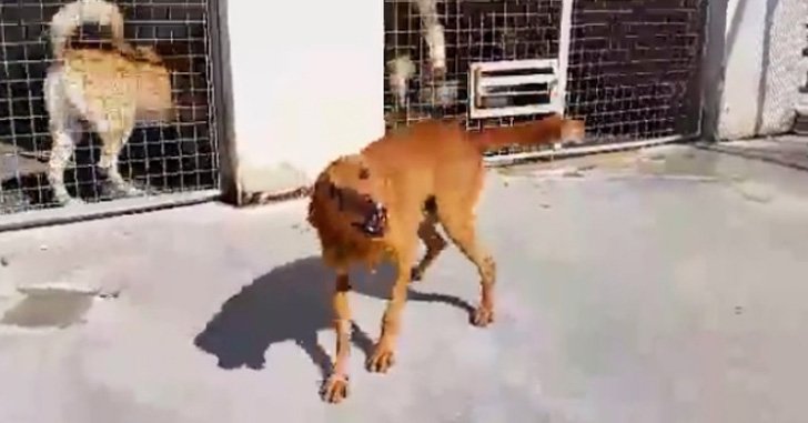 Após 9 anos sem abrigo, este cão comemora ao ser adotado