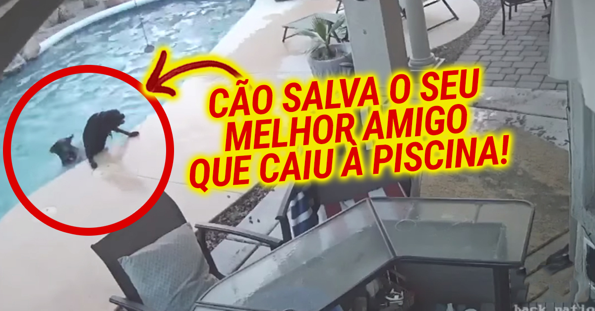 Cão salta para a piscina para salvar o seu amigo que se afogava