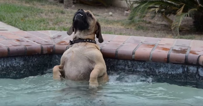 Este cão fica “à patrão” quando entra no jacuzzi lá de casa