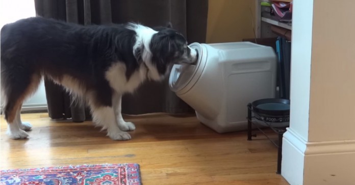 Supostamente este depósito de ração era à prova de cães