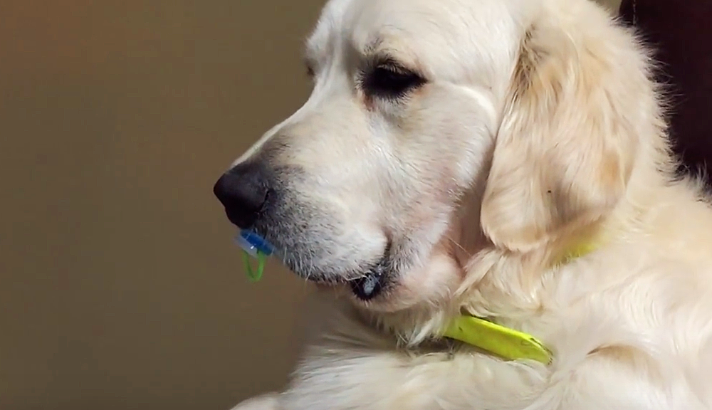 Golden Retriever recusa-se a desistir da sua chupeta