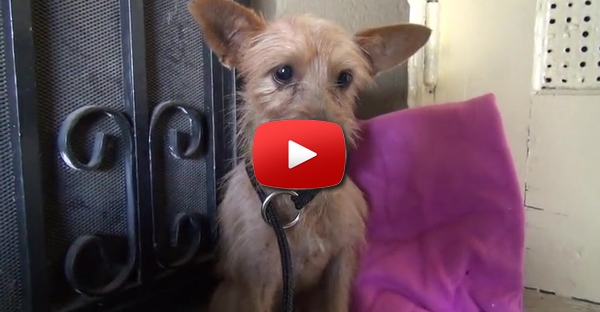 Mais um salvamento espectacular da Hope for Paws  a um animal abandonado