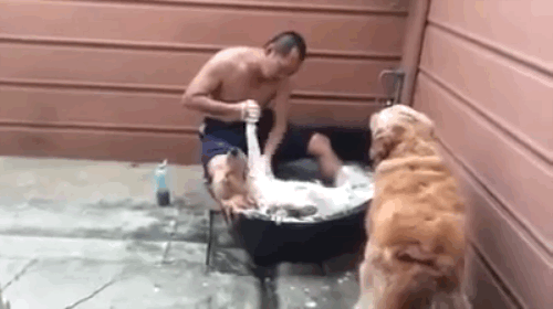Cão nas suas "sete quintas" na hora de tomar banho... PARECE QUE ESTÁ NO SPA!