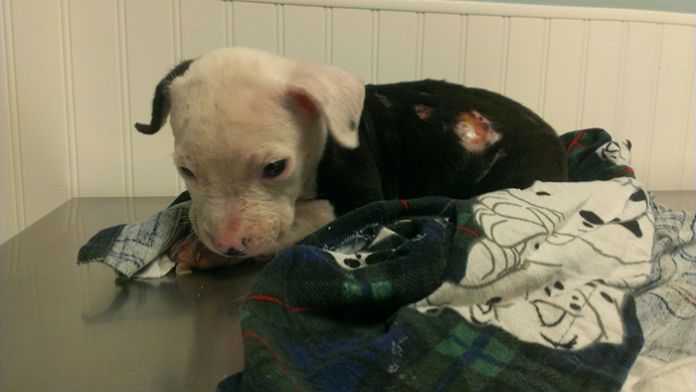 Este cão sobreviveu por pouco a um incêndio, agora é bombeiro