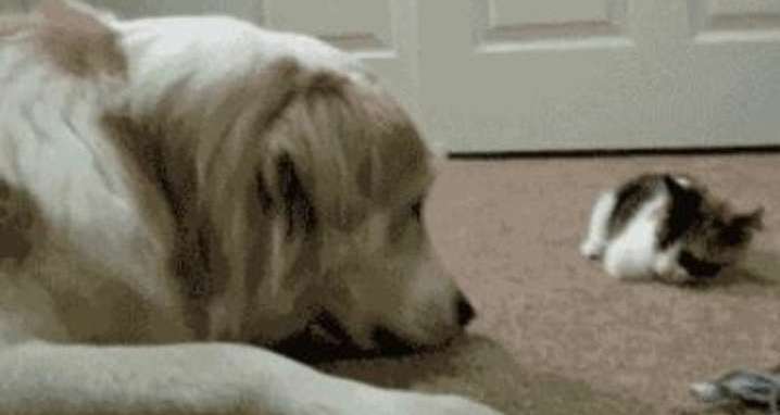 A reacção deste lindo cão quando vê u godzilla é hilariante
