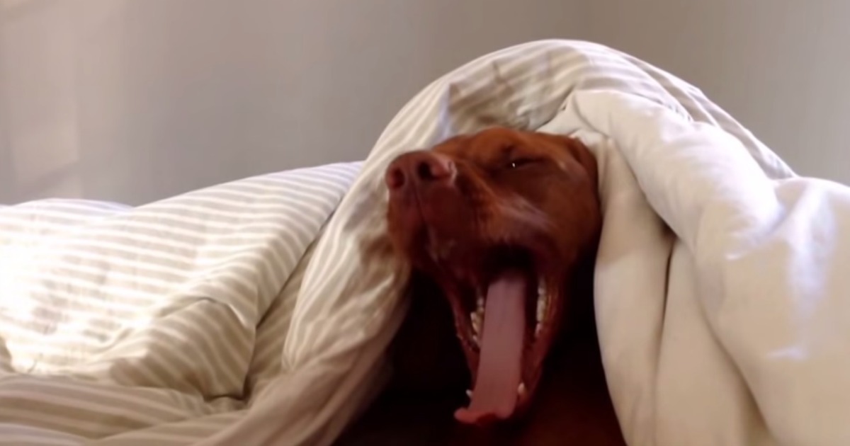 Este cão está determinado em levar consigo o seu urso de peluche