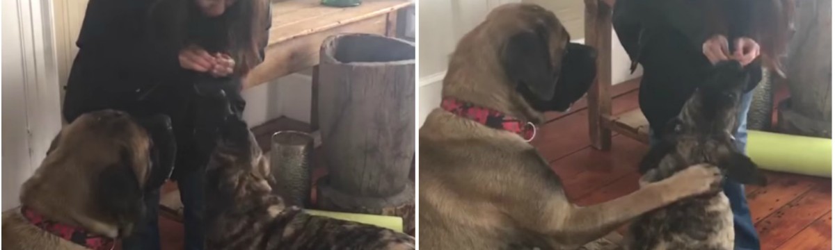 Cão ensina o irmão mais novo a sentar para ter direito ao biscoito