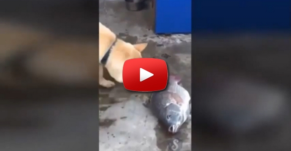 Cão heróico tenta salvar peixes fora de água