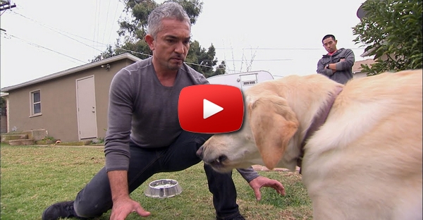 [INEDITO] “Encantador de cães” Cesar Millan é mordido por labradora