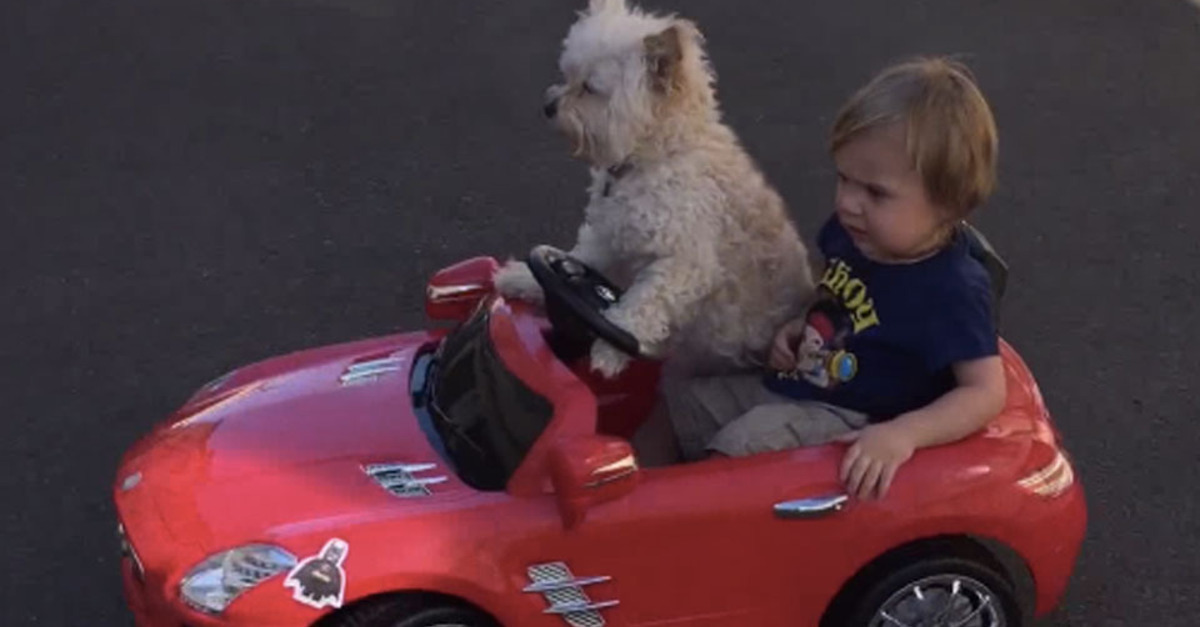 Cão condutor passeia o seu amigo num carro eléctrico