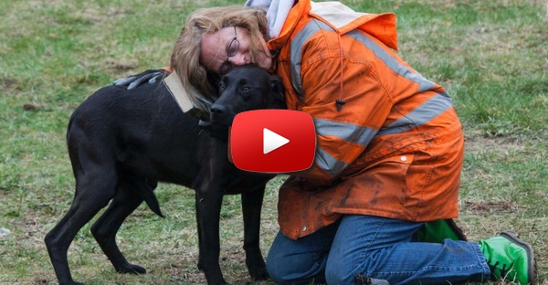 Cão quase morre num elevador por causa da estupidez da sua dona