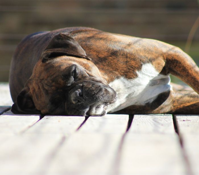 Cão morre após ficar esquecido durante quatro horas no carro dos donos